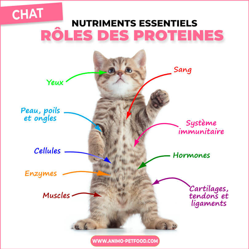 role des proteines chez le chat